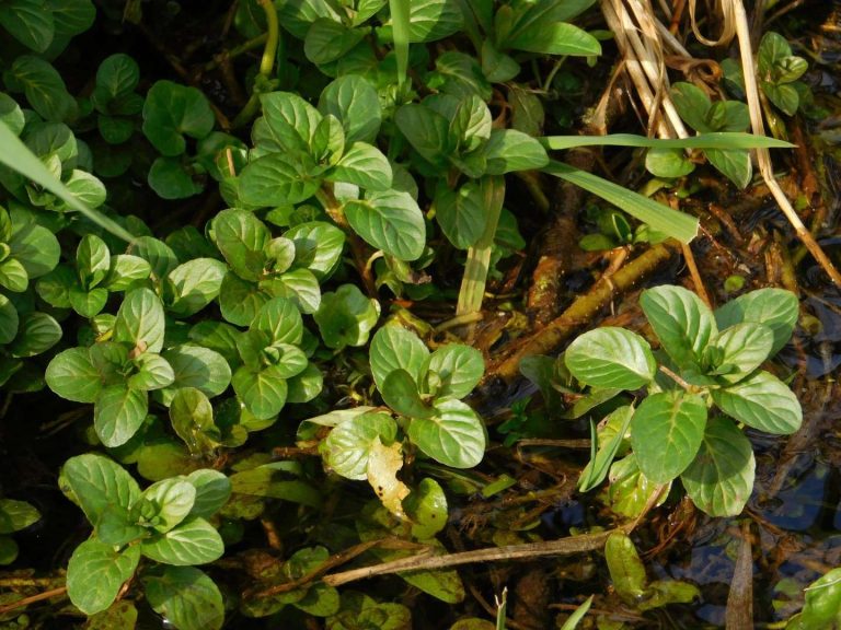 Menta d’acqua (Mentha aquatica L.)