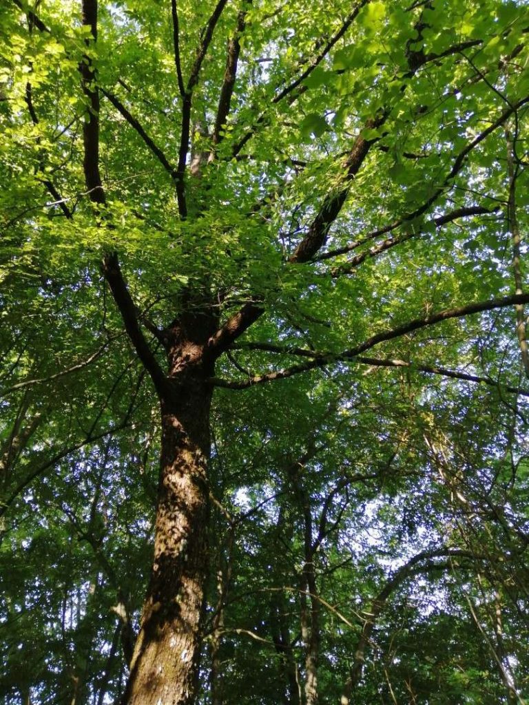 Carpino nero (Ostrya carpinifolia Scop.)