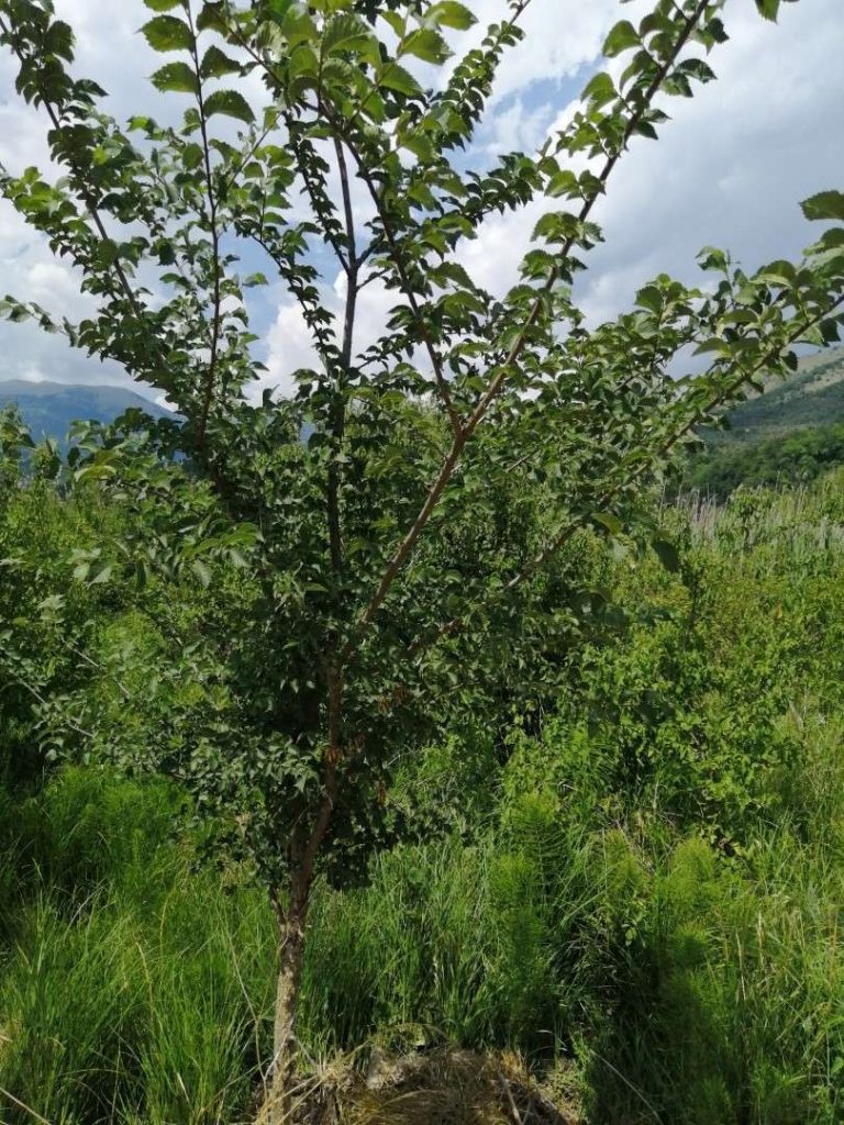 Olmo campestre (Ulmus minor Mill.)