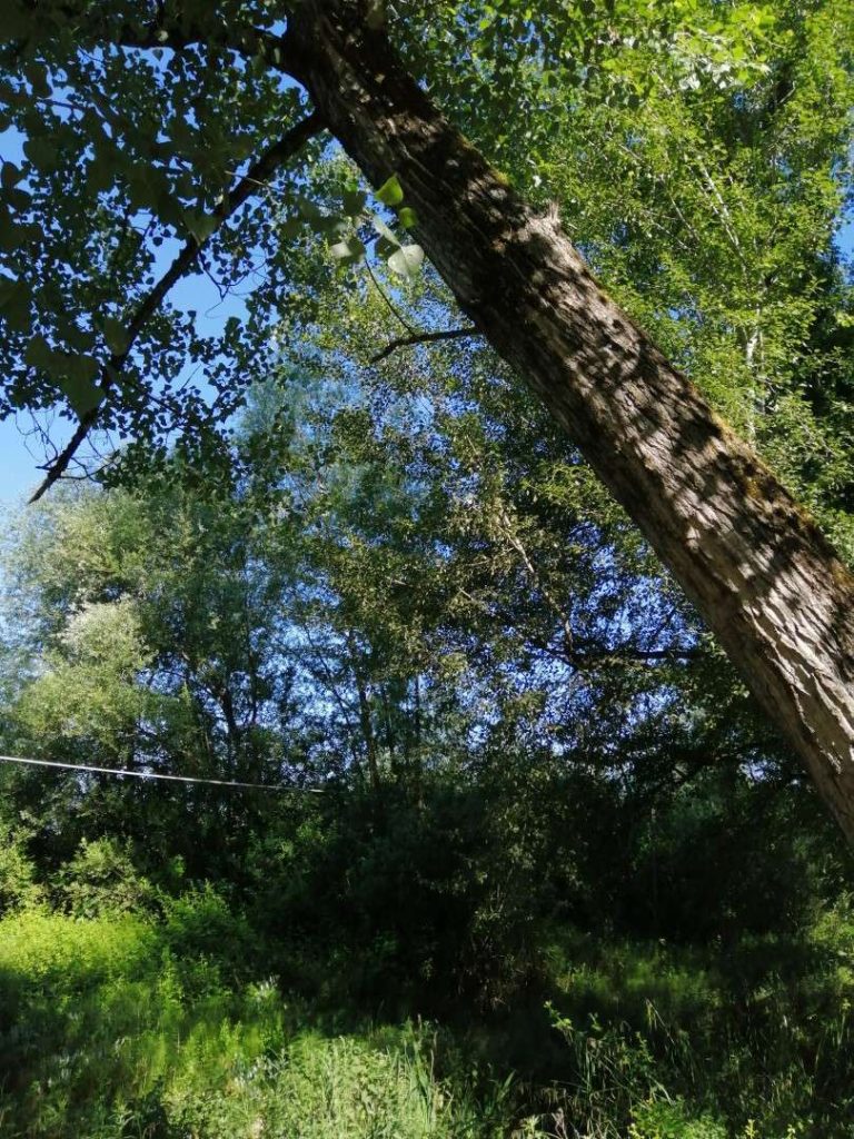 Pioppo tremolo (Populus tremulo L.)