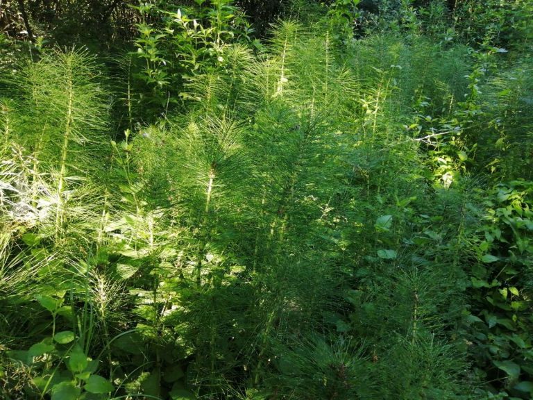 Equiseti (Equisetum palustre – Equisetum arvense)