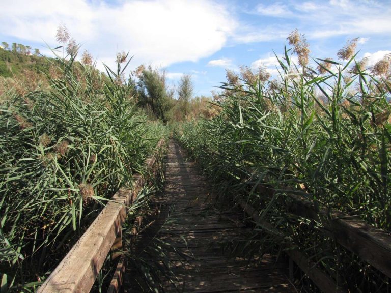 Cannuccia di palude (Phragmites australis,cav., trin., ex. Steud.)