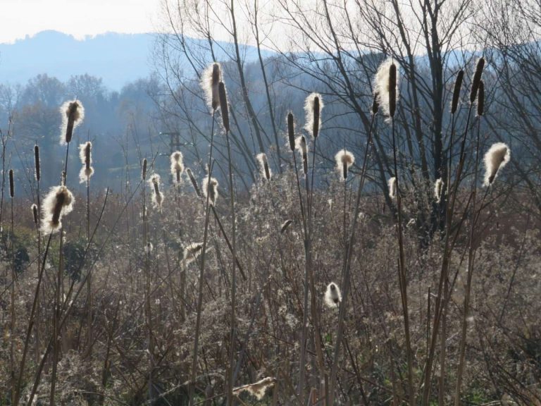 Tifa, o mazzasorda, o stiancia (Typha latifolia L.)