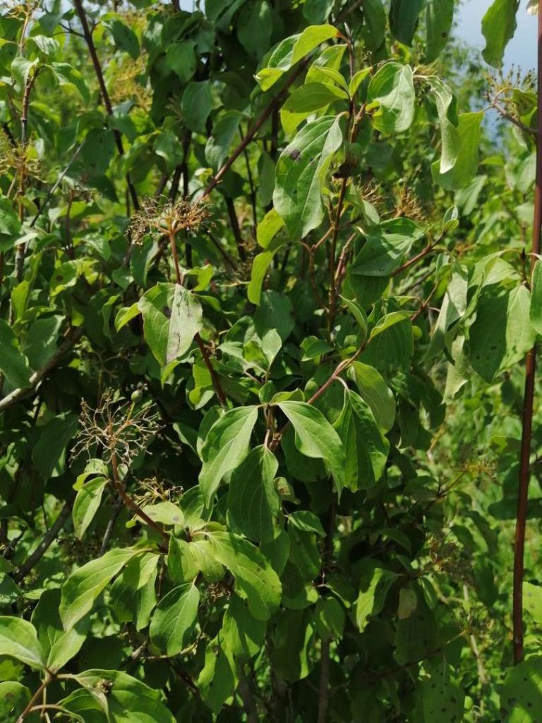 Sanguinello (Cornus sanguinea L.)