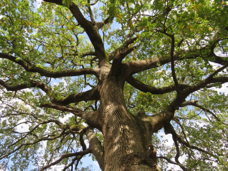 Querce (Quercus sp. pl.)