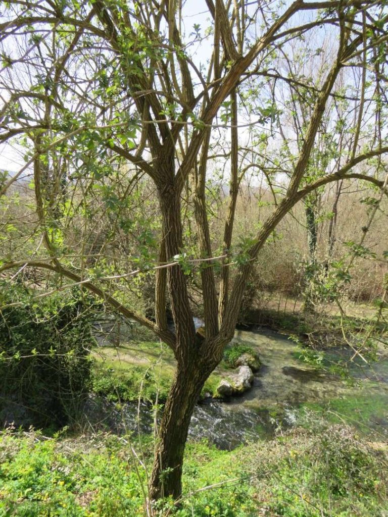 Sambuco (Sambucus nigra L.)